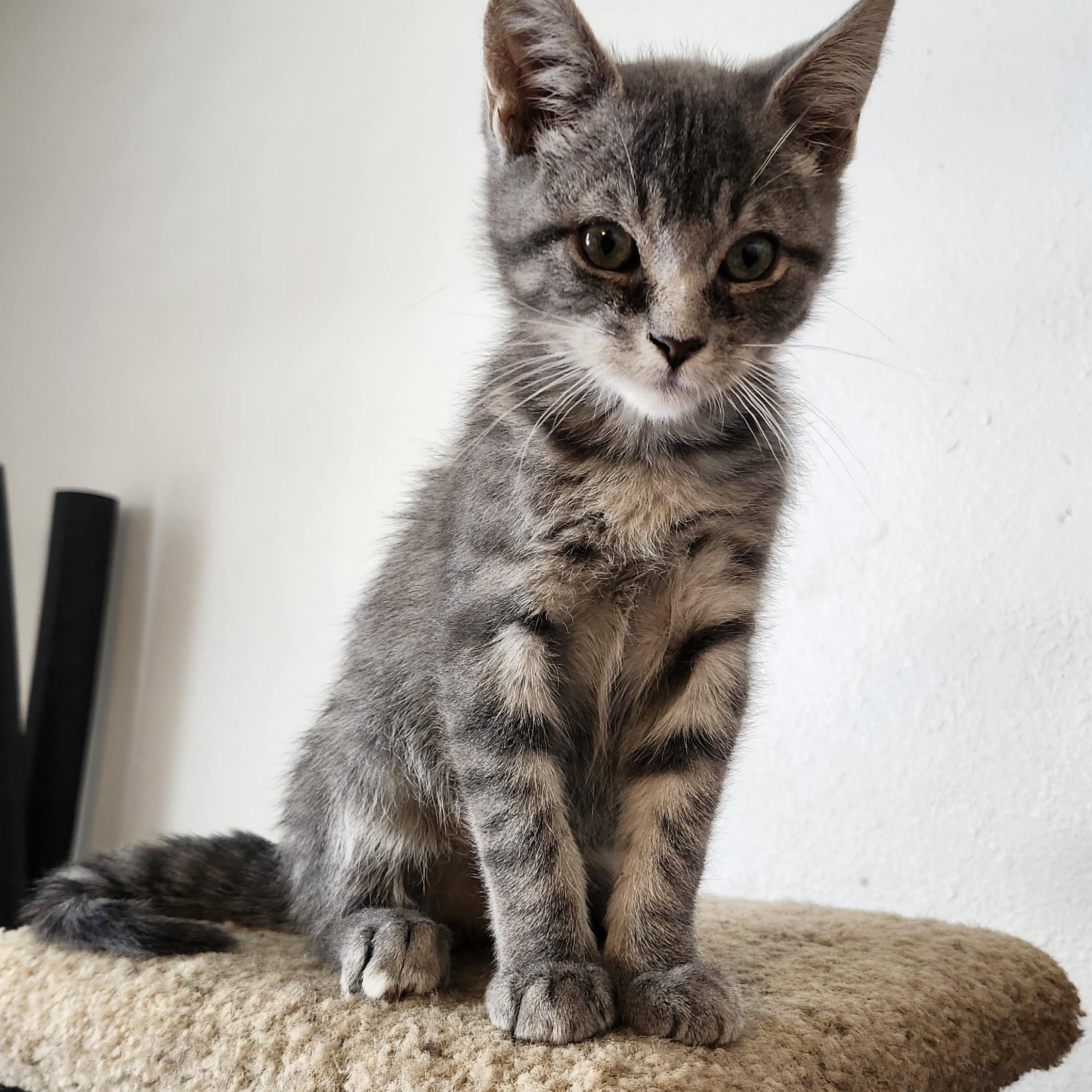 Mel, adopted, Young Male Domestic Short Hair.
