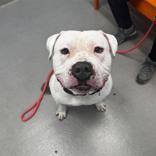 Enlarge Tazz, a ADOPTABLE mixed breed in Hilliard, OH image 2/2