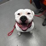 Tazz, ADOPTABLE, Adult Male American Bully.