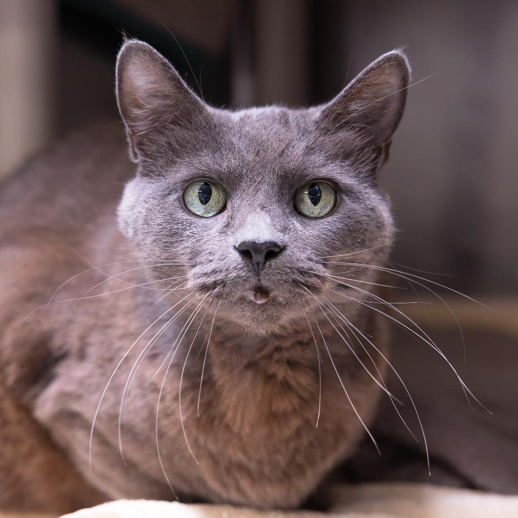 Prudence, Adoptable, Adult Female Domestic Short Hair.