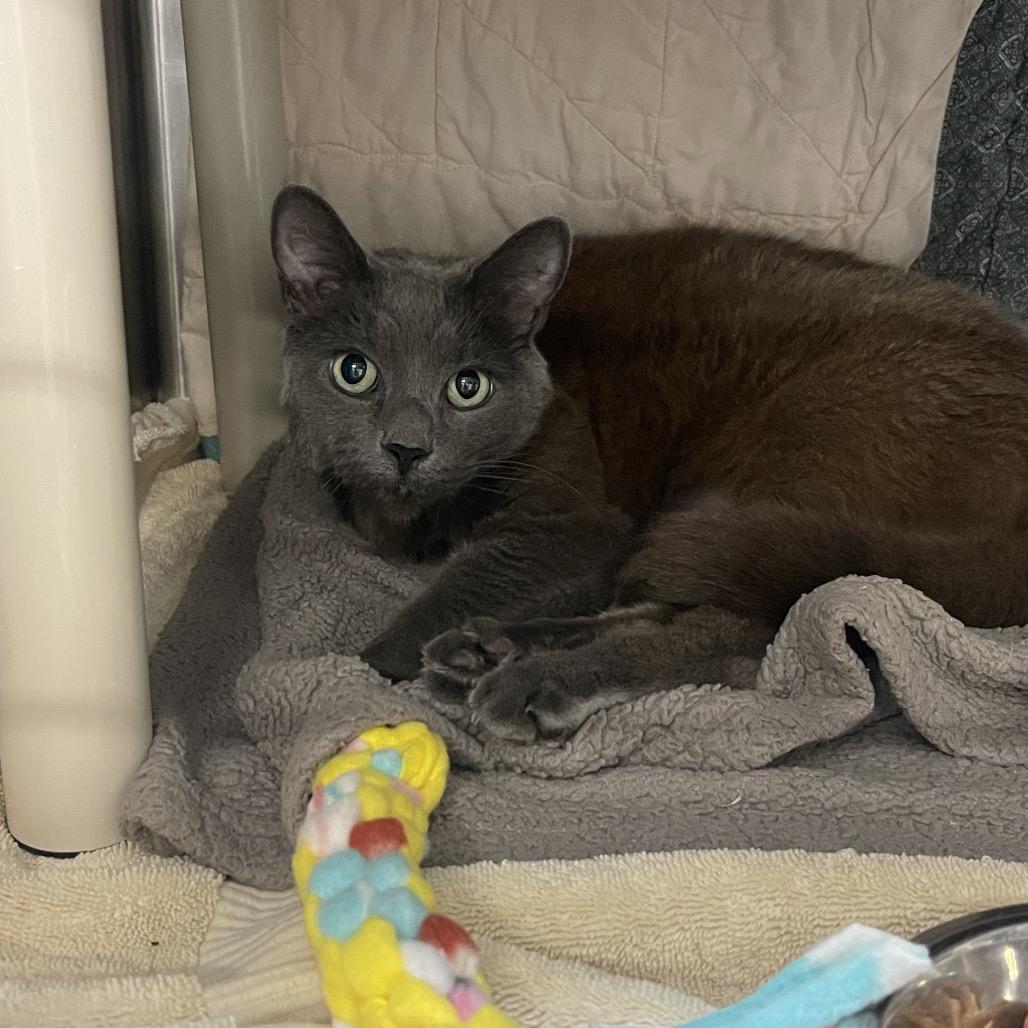 Enlarge Prudence, a Adoptable Domestic Short Hair in Mentor, OH image 2/2