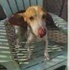 Enlarge Fiji, a Adoptable Beagle in Chesapeake, VA image 1/1