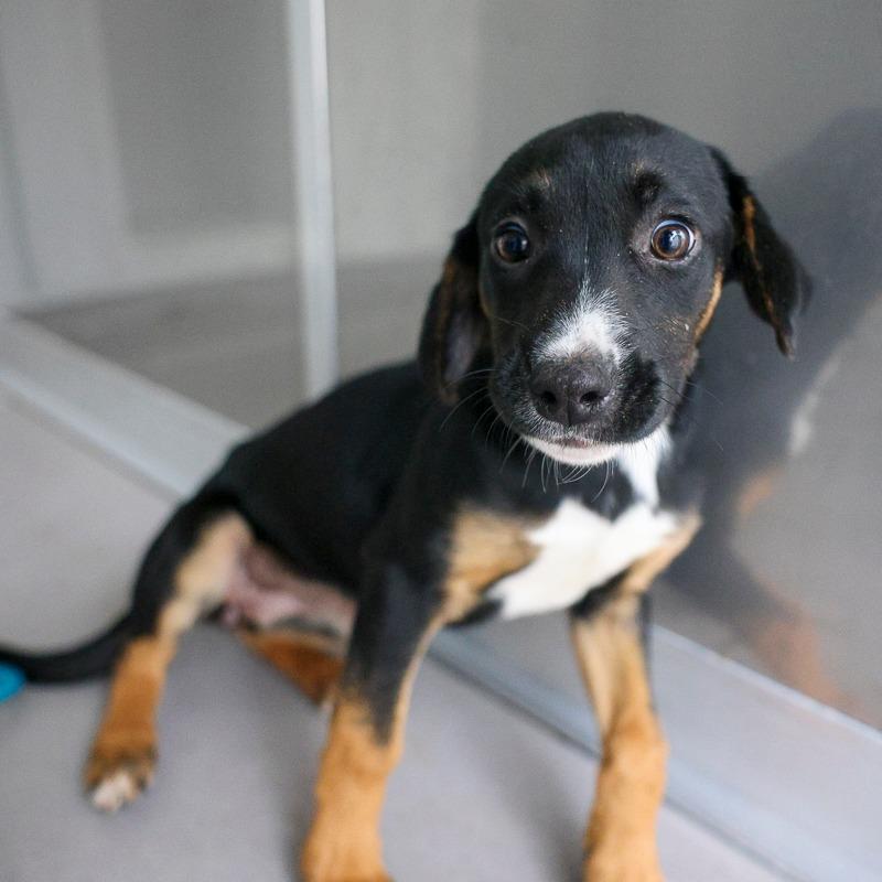 Enlarge Emma Lou, a Adoptable mixed breed in Bradenton, FL image 1/1