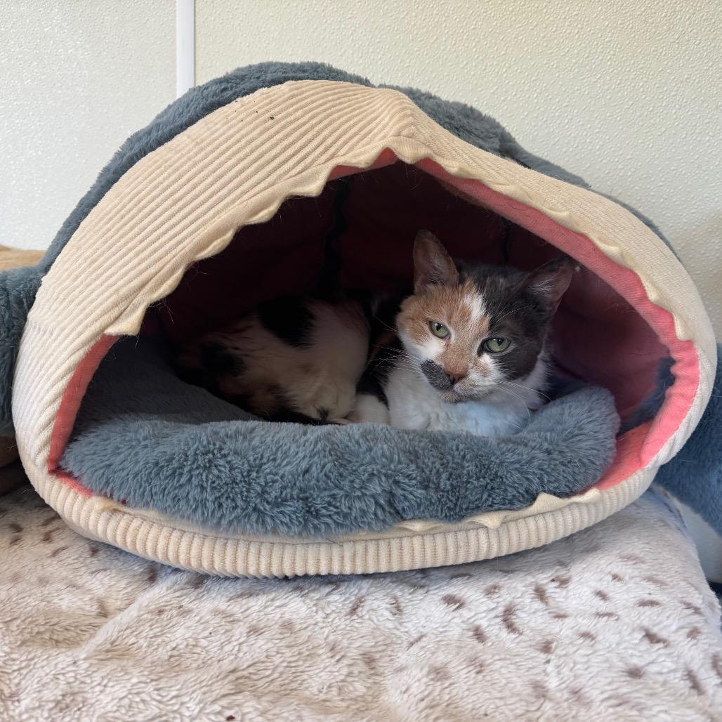 Bowie, Adoptable, Senior Female Domestic Short Hair.