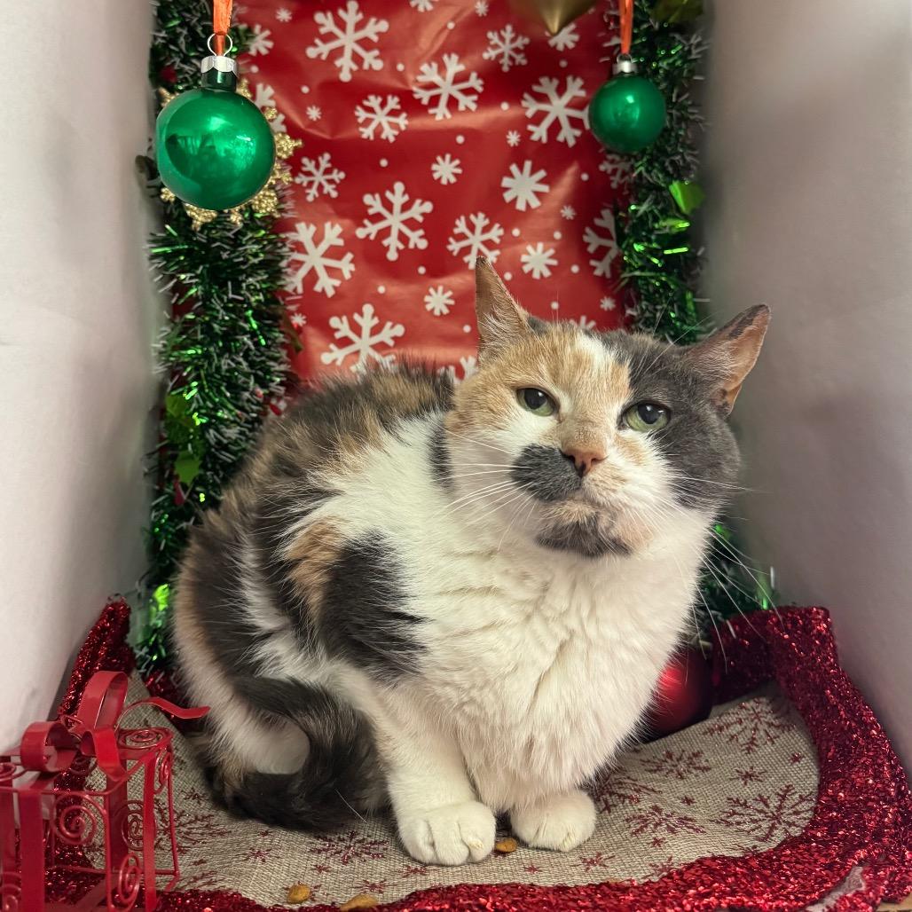 Bowie, a Adoptable mixed breed in Easton, PA image 2/6