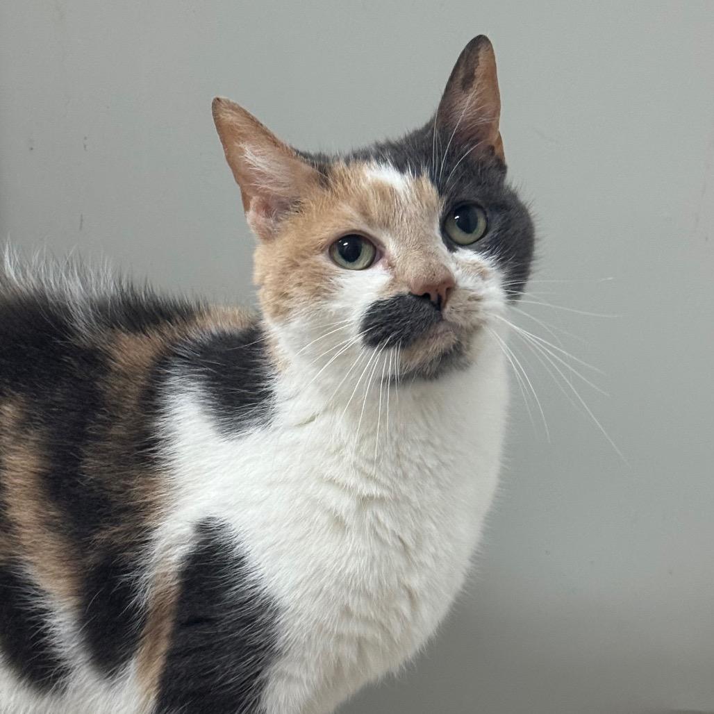 Bowie, a Adoptable mixed breed in Easton, PA image 3/6