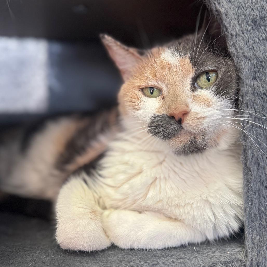 Enlarge Bowie, a Adoptable mixed breed in Easton, PA image 3/6