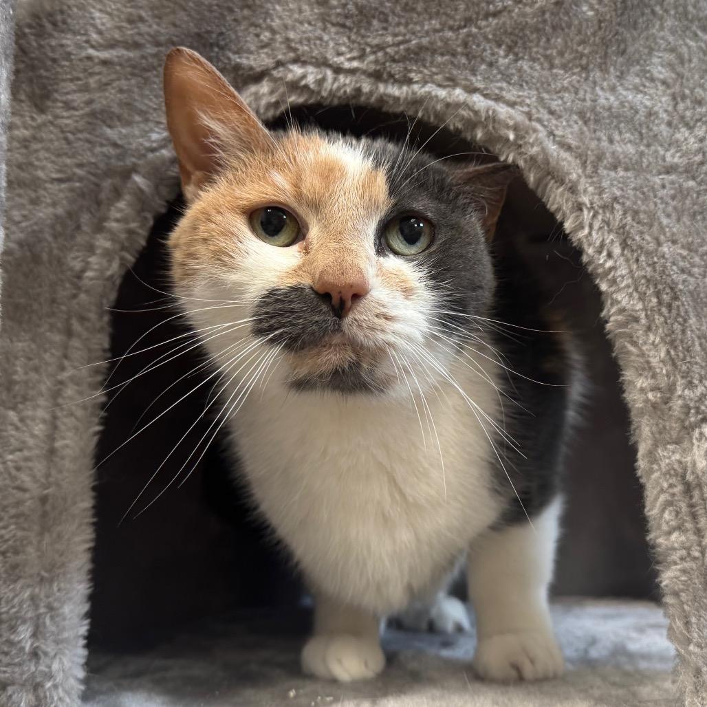 Bowie, a Adoptable mixed breed in Easton, PA image 4/6