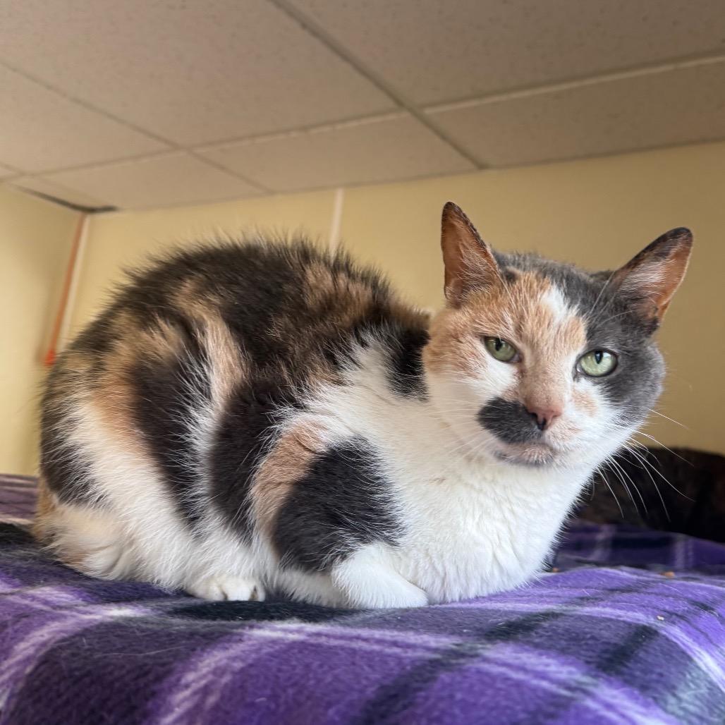 Bowie, a Adoptable mixed breed in Easton, PA image 5/6