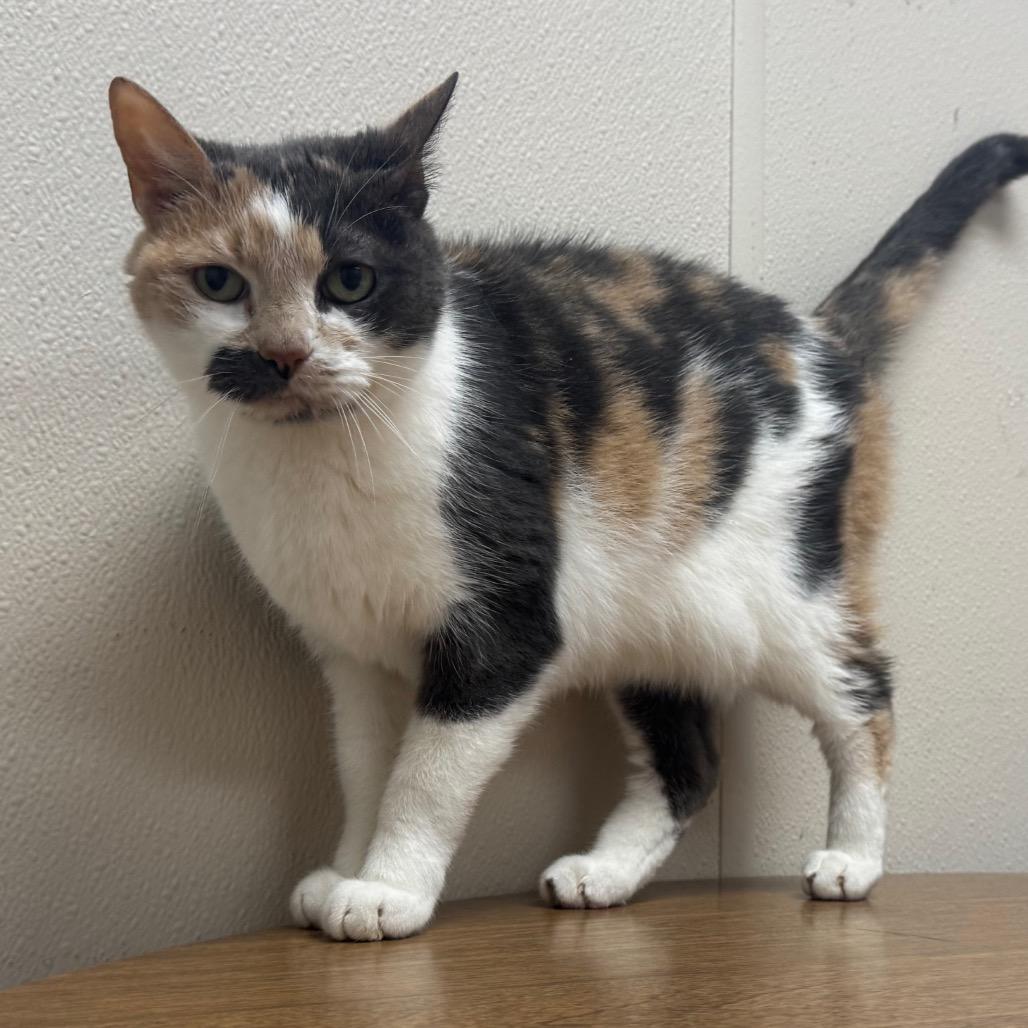 Bowie, a Adoptable mixed breed in Easton, PA image 6/6