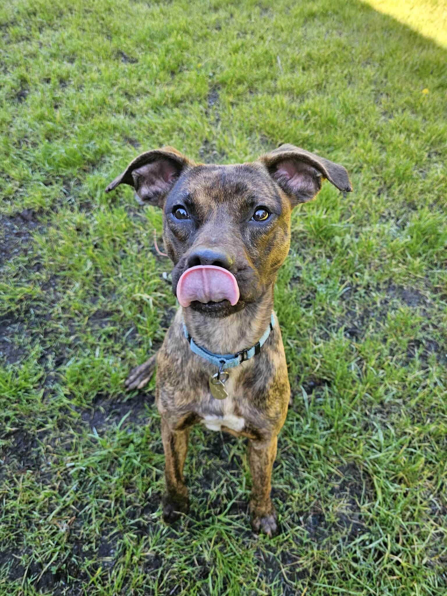 Herbie, a ADOPTABLE mixed breed in Crescent city, CA image 2/5