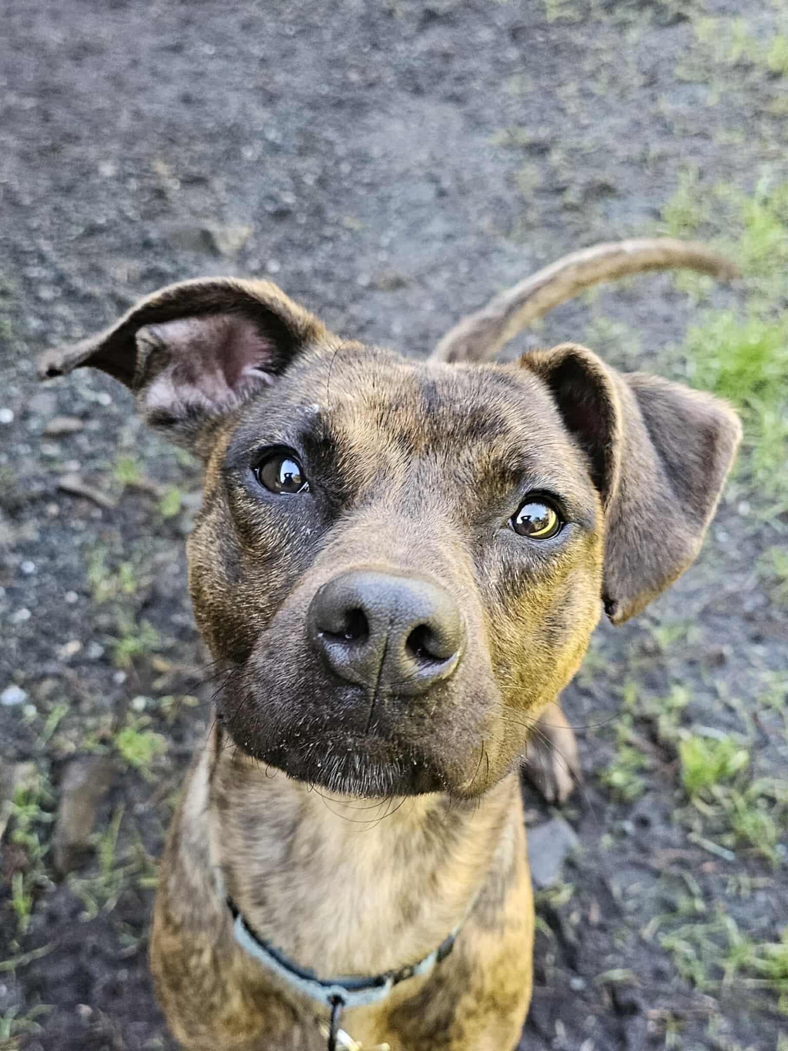 Herbie, a ADOPTABLE mixed breed in Crescent city, CA image 4/5