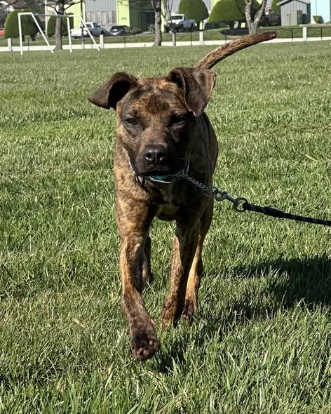 Herbie, a ADOPTABLE mixed breed in Crescent city, CA image 5/5