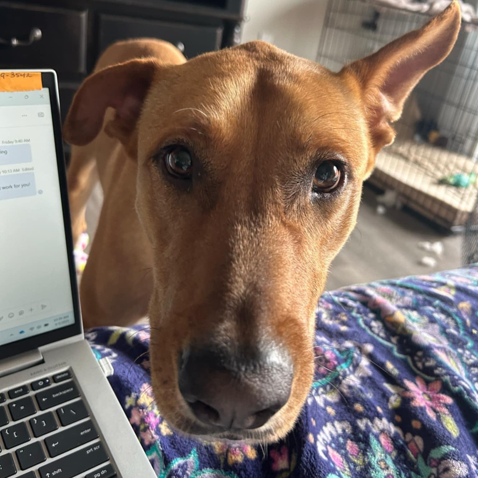 Dog for adoption - Danny, a Labrador Retriever Mix in Abbotsford, BC ...