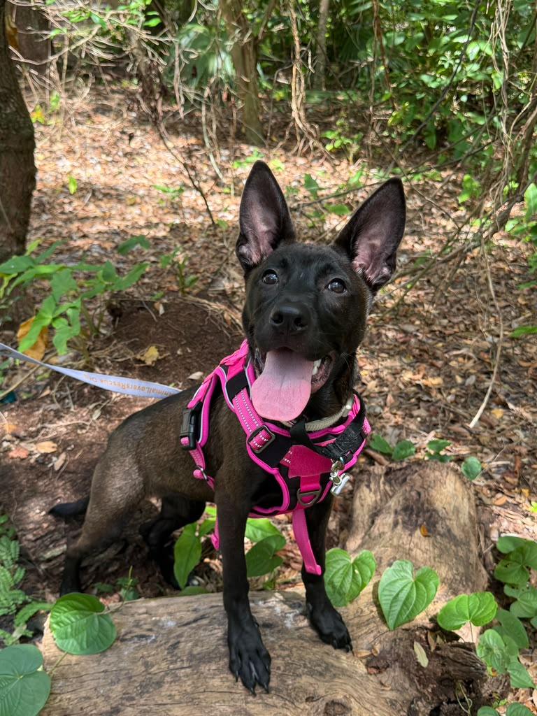 Enlarge Nicky, a ADOPTABLE mixed breed in Miami, FL image 5/6