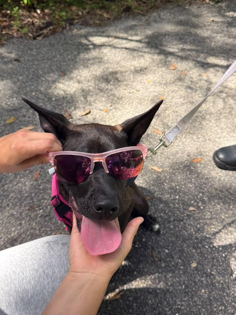 Enlarge Nicky, a ADOPTABLE mixed breed in Miami, FL image 2/6