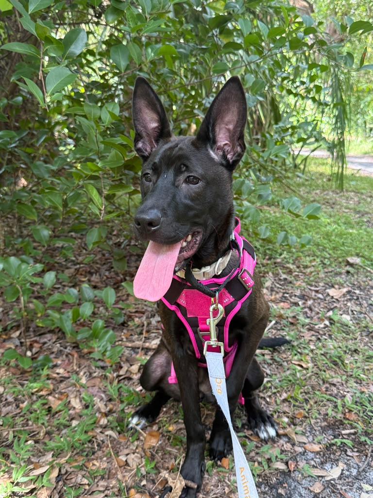 Enlarge Nicky, a ADOPTABLE mixed breed in Miami, FL image 4/6