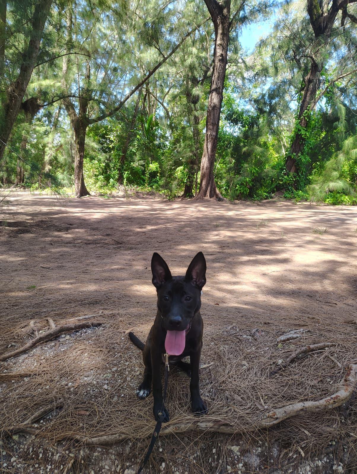 Enlarge Nicky, a ADOPTABLE mixed breed in Miami, FL image 6/6