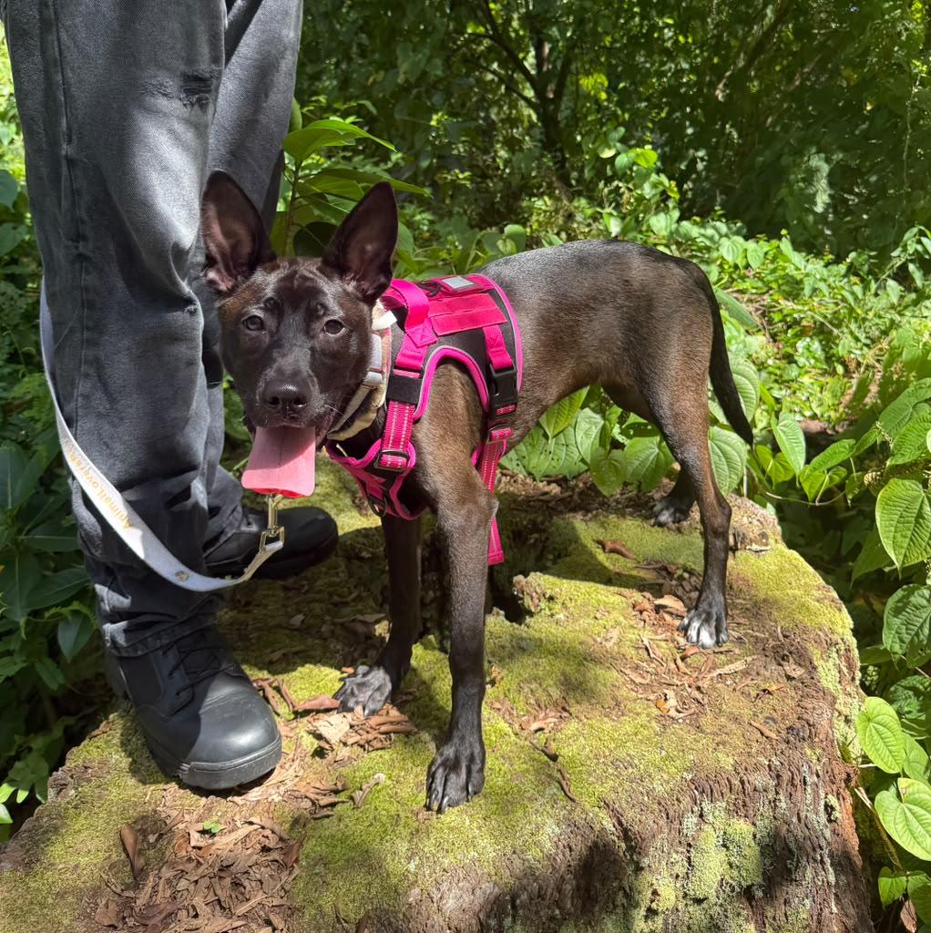 Enlarge Nicky, a ADOPTABLE mixed breed in Miami, FL image 3/6