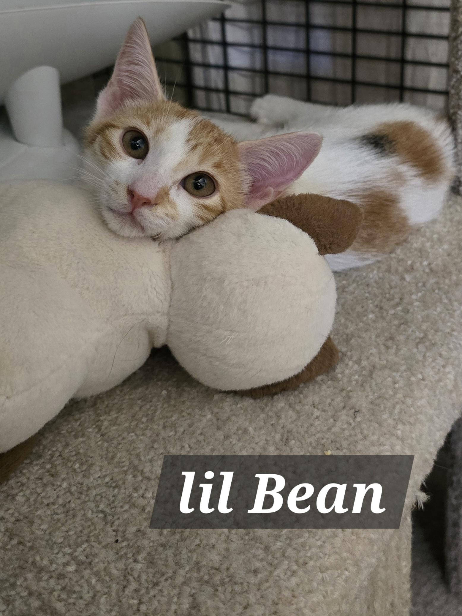 Bitsy & Babies (Part 2), Adoptable, Kitten Female Abyssinian & Domestic Short Hair.