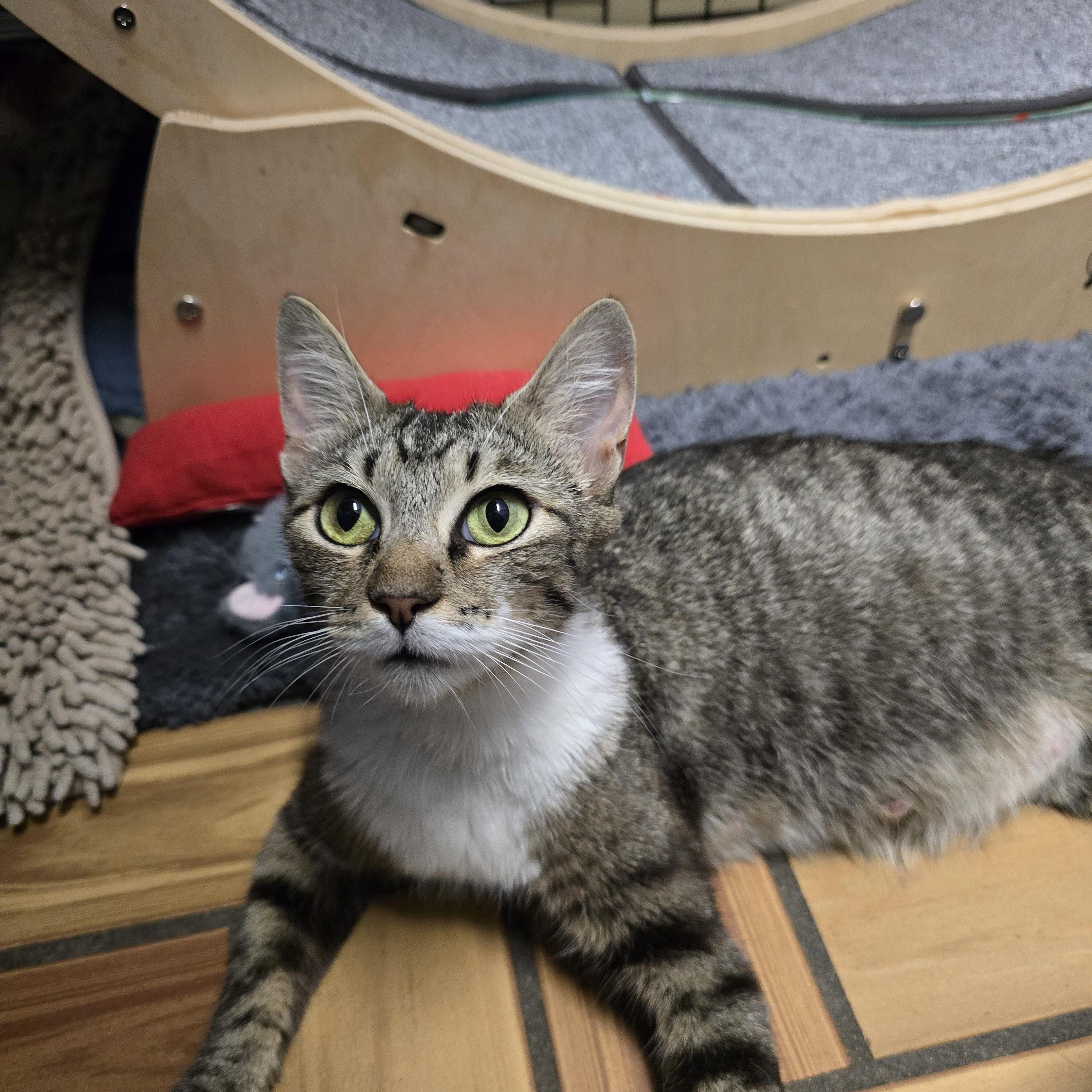 Enlarge Bitsy & Babies (Part 2), a Adoptable mixed breed in Redwood City, CA image 2/6