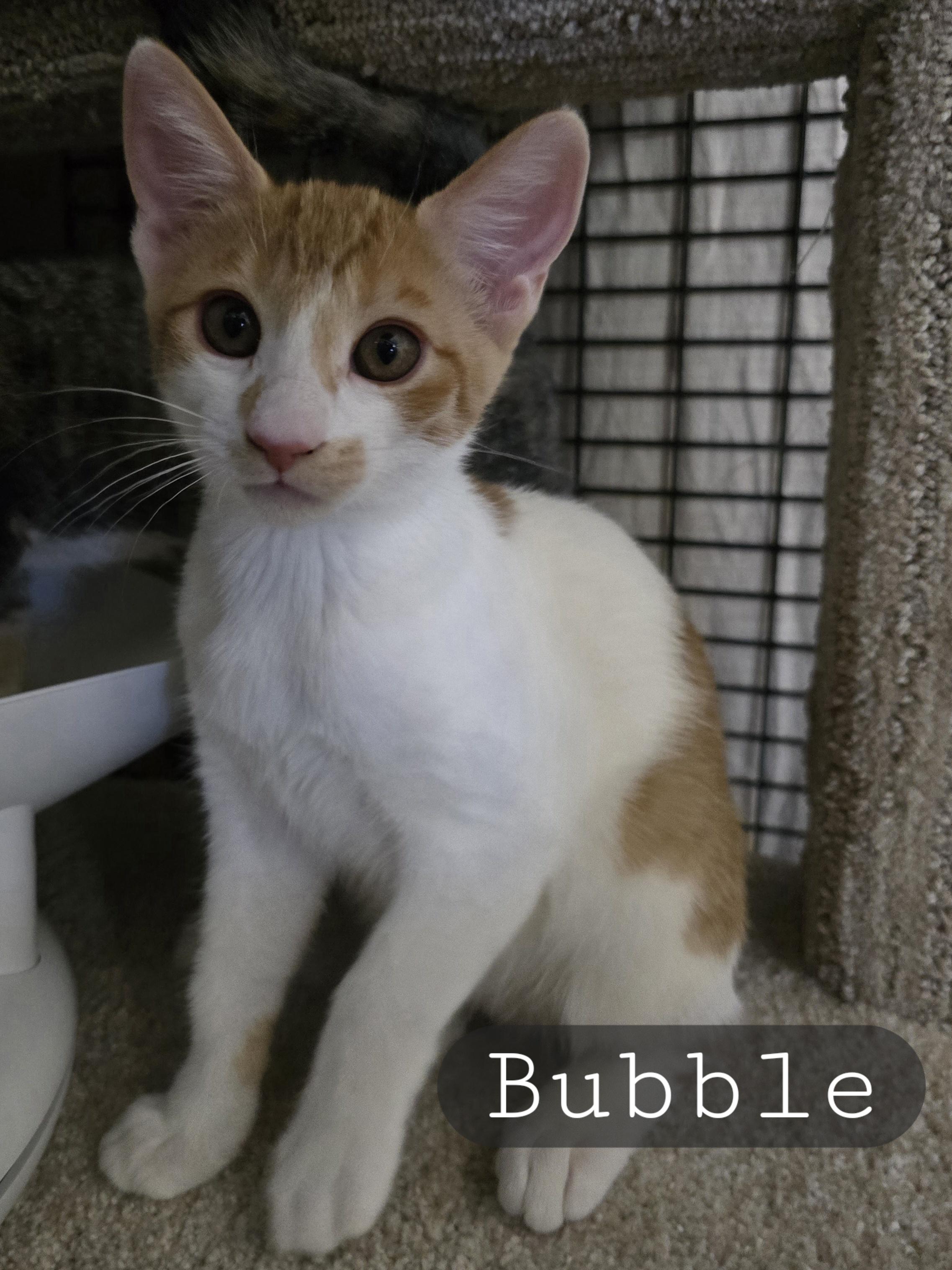 Enlarge Bitsy & Babies (Part 2), a Adoptable mixed breed in Redwood City, CA image 5/6