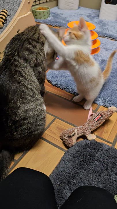 Enlarge Bitsy & Babies (Part 2), a Adoptable mixed breed in Redwood City, CA video 3/6