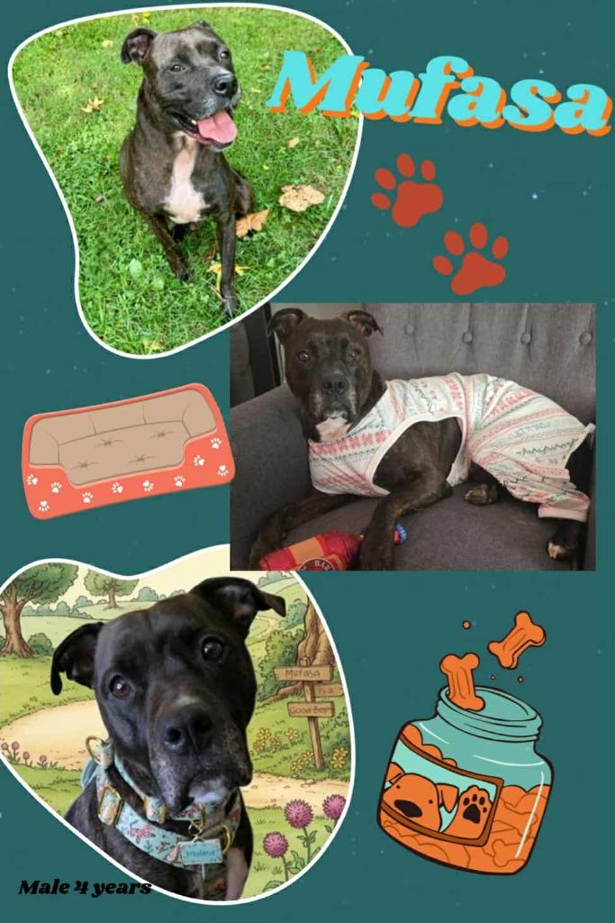 Enlarge Mufasa, a Adoptable mixed breed in Blountville, TN image 1/1