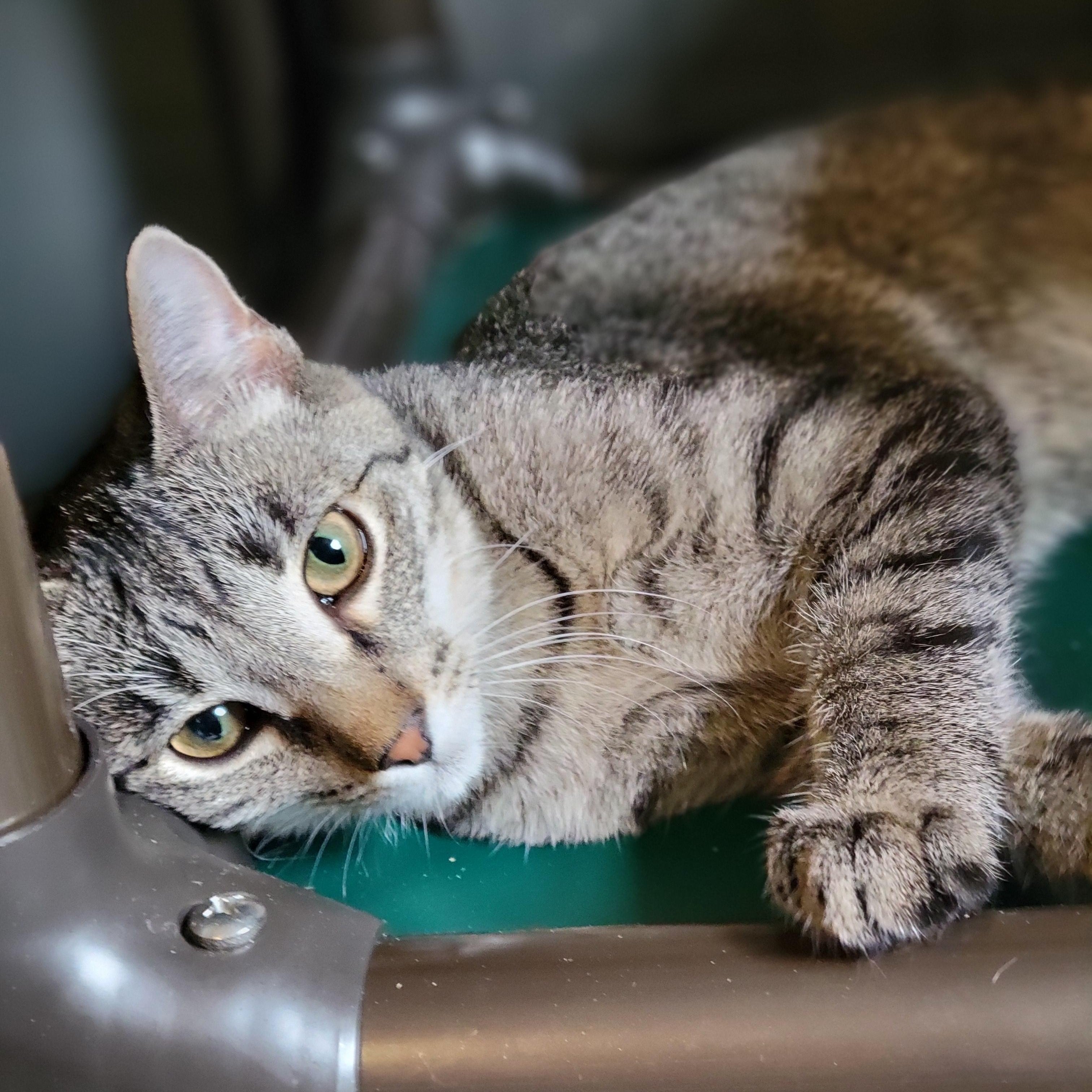 Enlarge Habanero, a Adoptable Domestic Short Hair in Swartz Creek, MI image 5/5