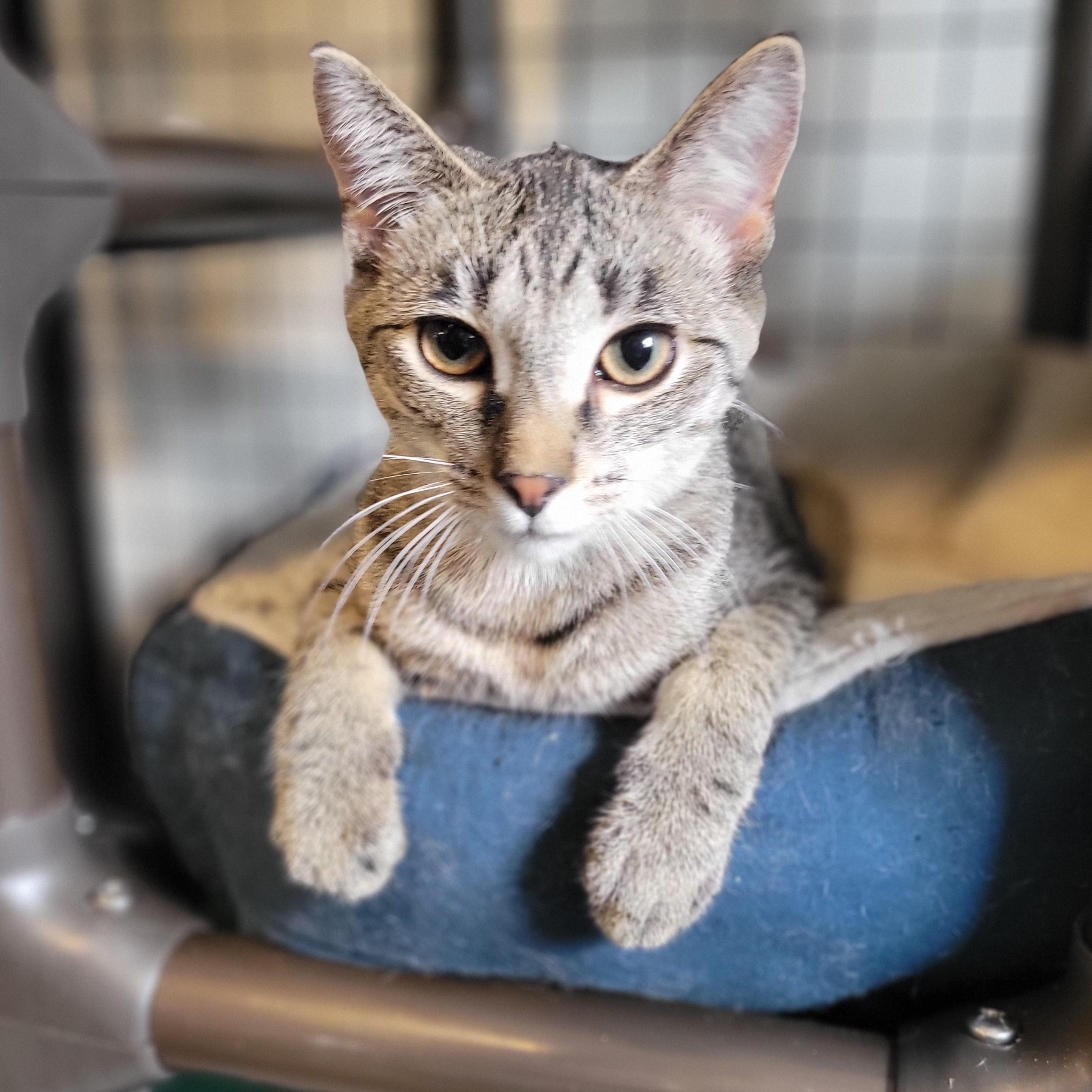 Enlarge Habanero, a Adoptable Domestic Short Hair in Swartz Creek, MI image 2/5