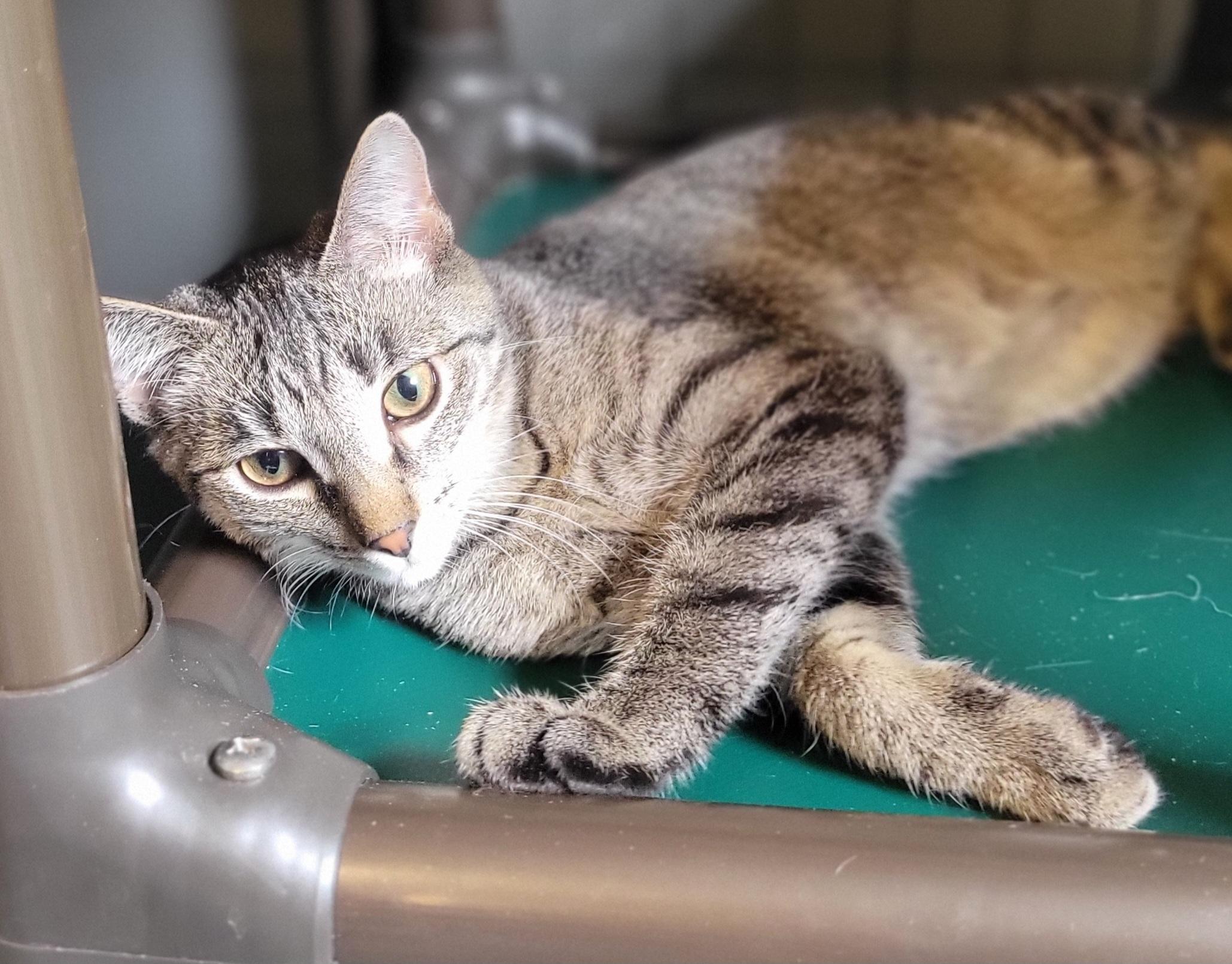 Enlarge Habanero, a Adoptable Domestic Short Hair in Swartz Creek, MI image 4/5