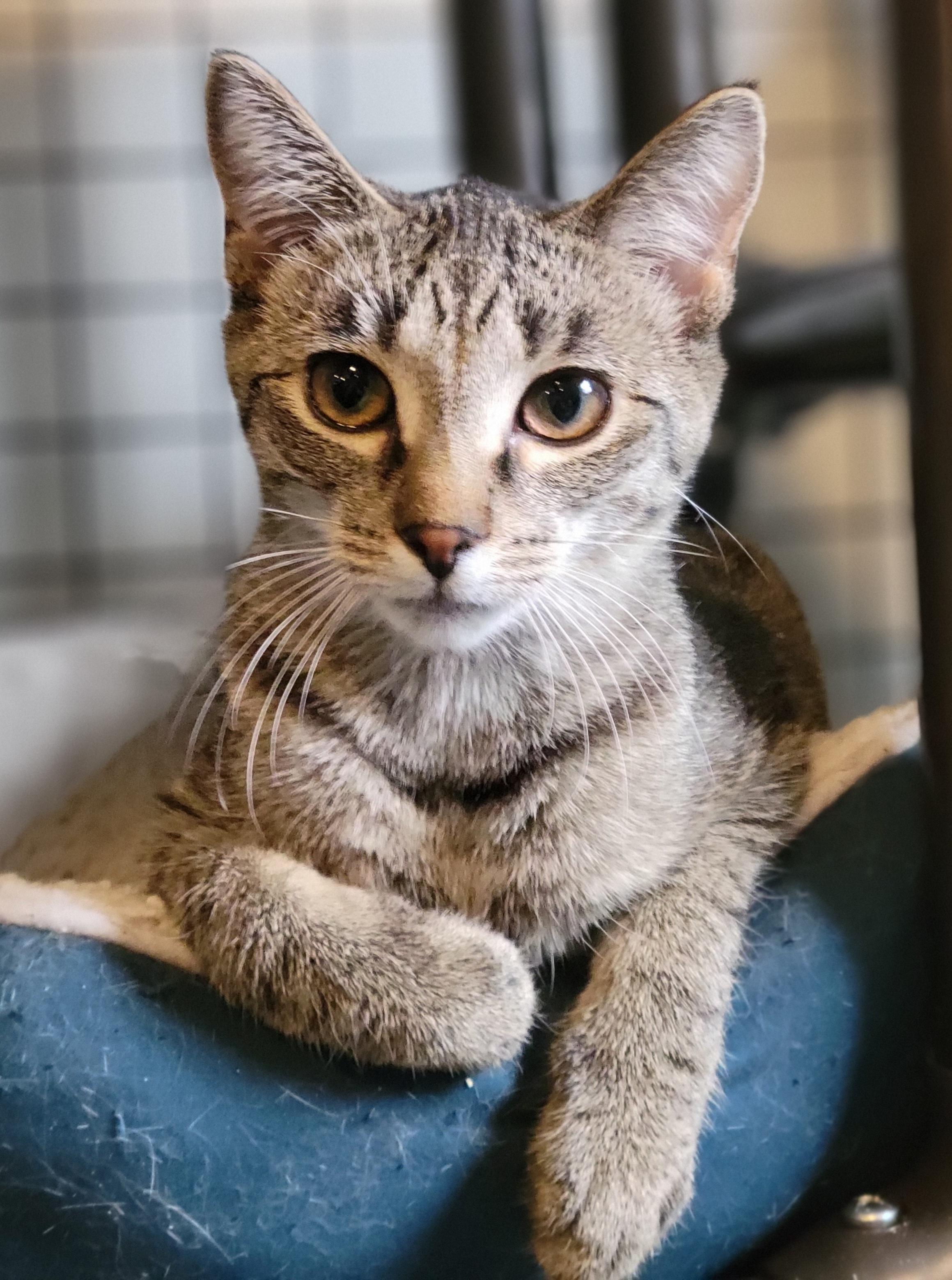 Enlarge Habanero, a Adoptable Domestic Short Hair in Swartz Creek, MI image 1/5