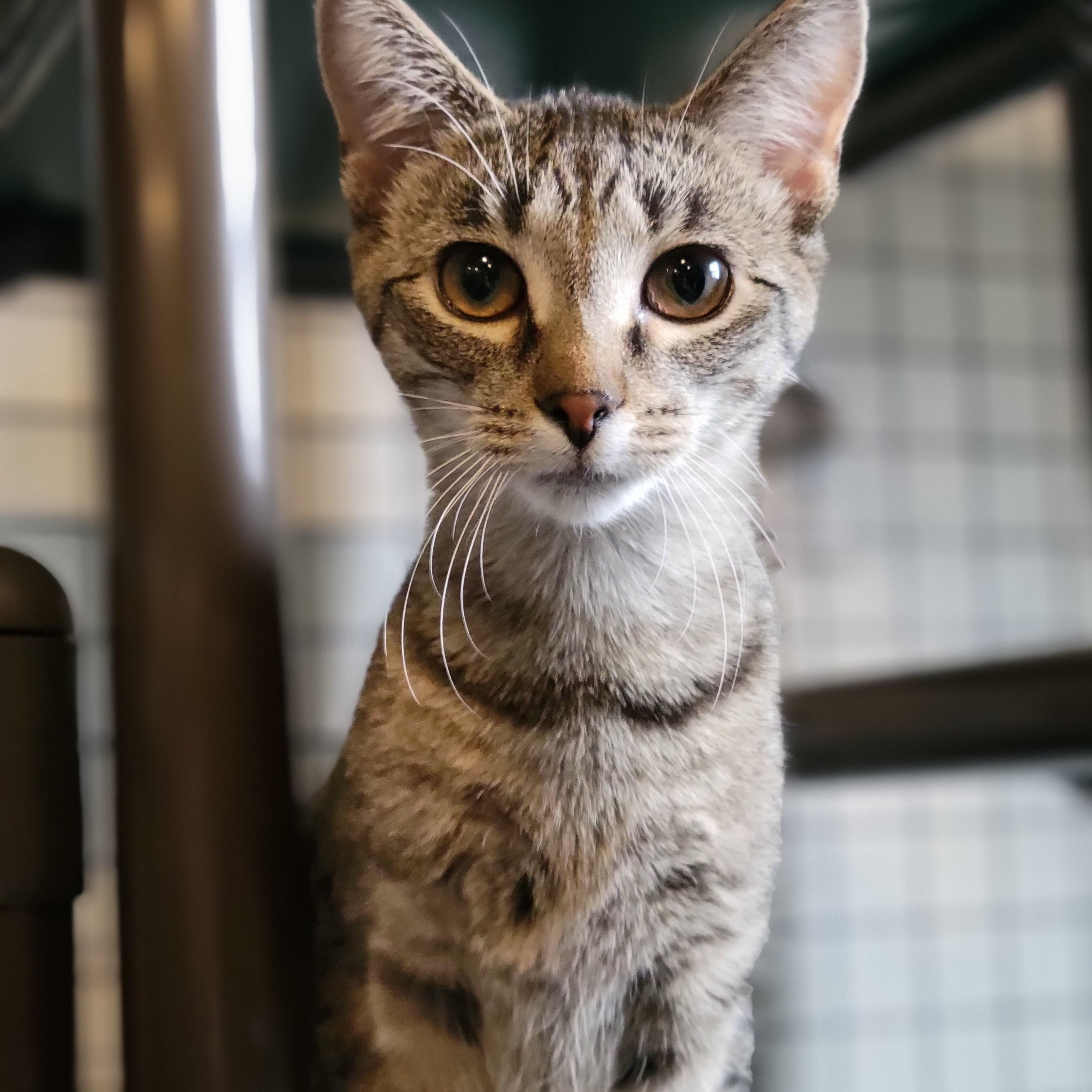 Enlarge Habanero, a Adoptable Domestic Short Hair in Swartz Creek, MI image 3/5