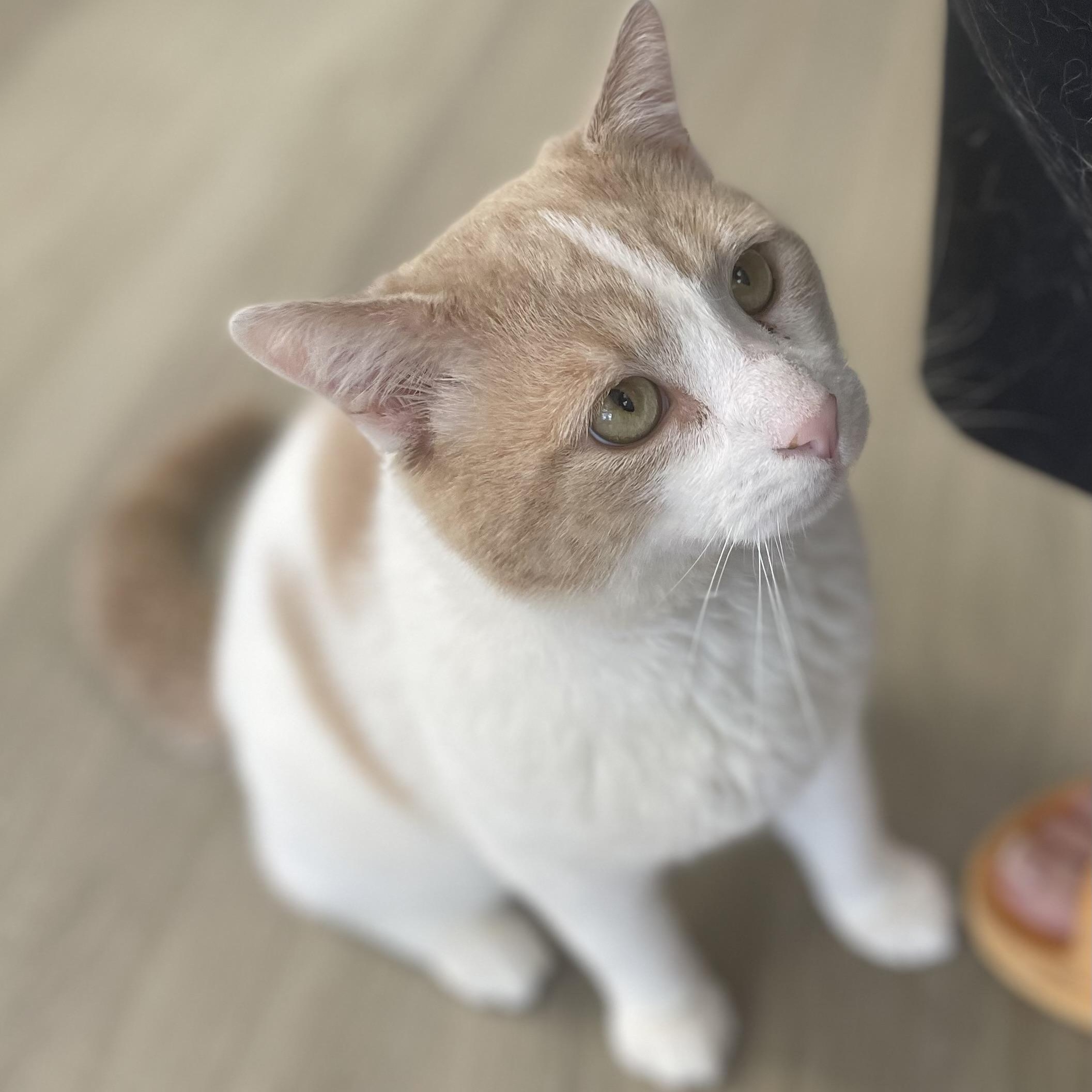Enlarge Chester, an adopted Domestic Short Hair in Colonia, NJ image 3/6