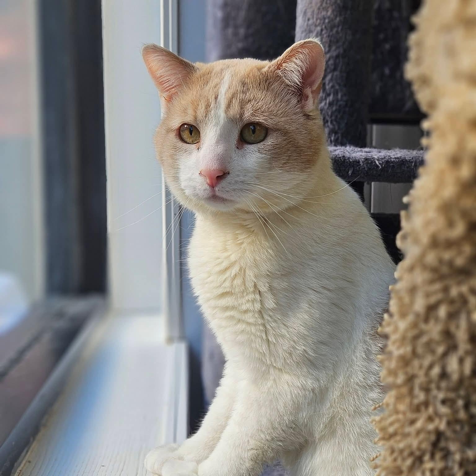 Enlarge Chester, an adopted Domestic Short Hair in Colonia, NJ image 2/6