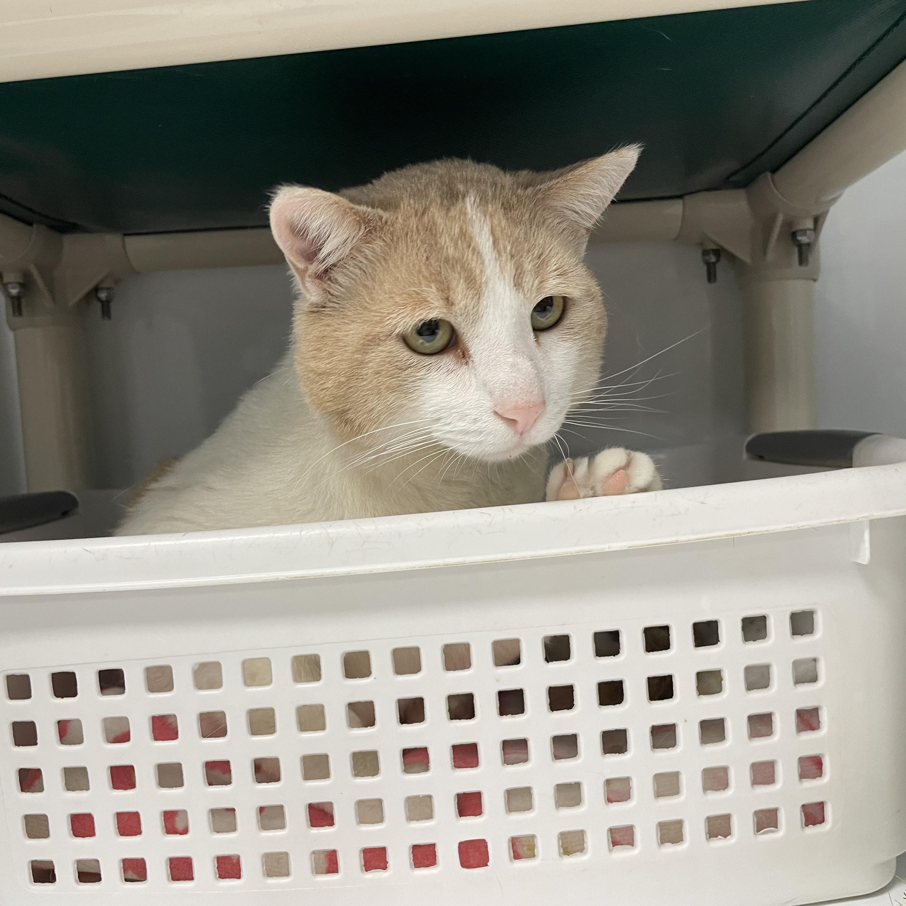 Enlarge Chester, an adopted Domestic Short Hair in Colonia, NJ image 6/6