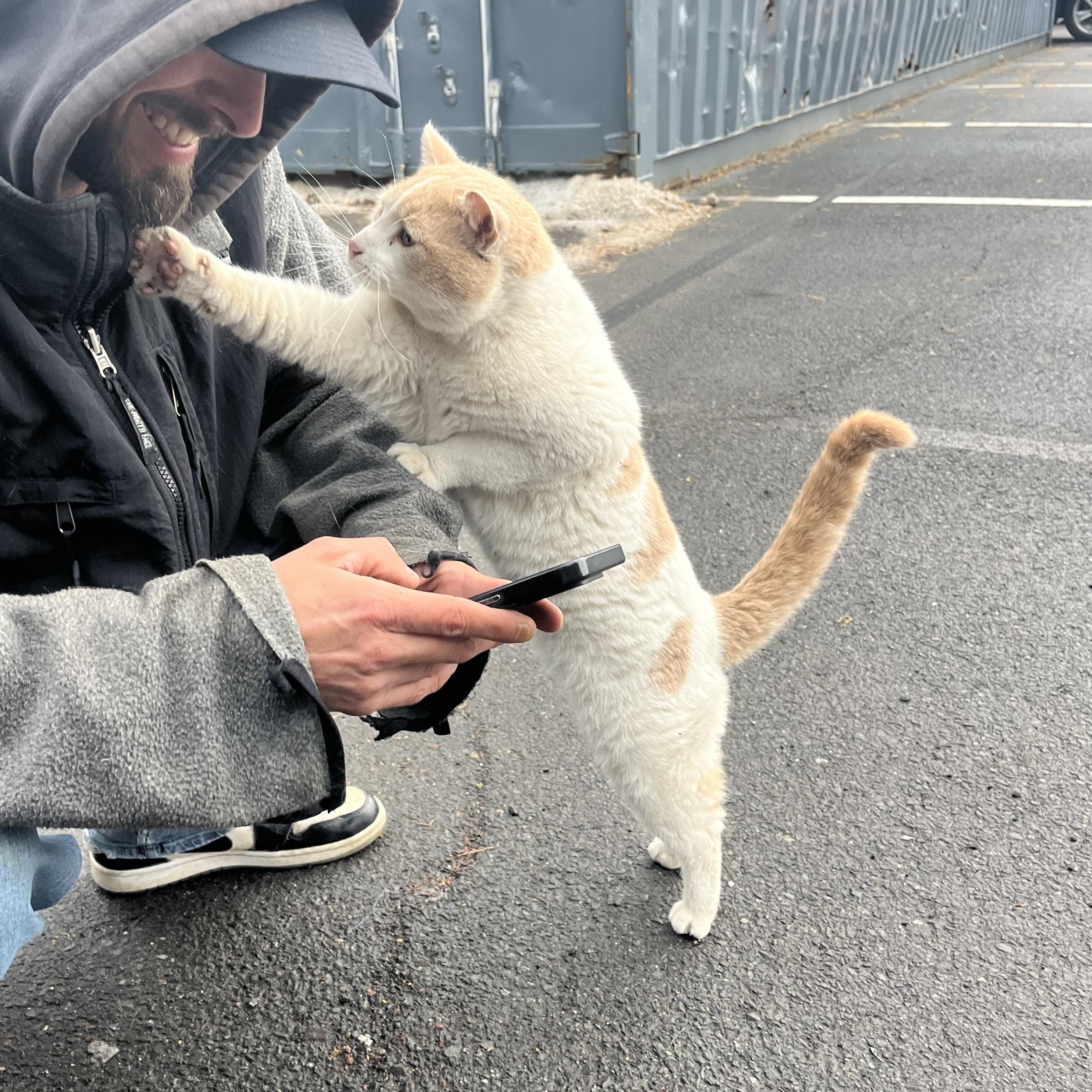Enlarge Chester, an adopted Domestic Short Hair in Colonia, NJ image 4/6