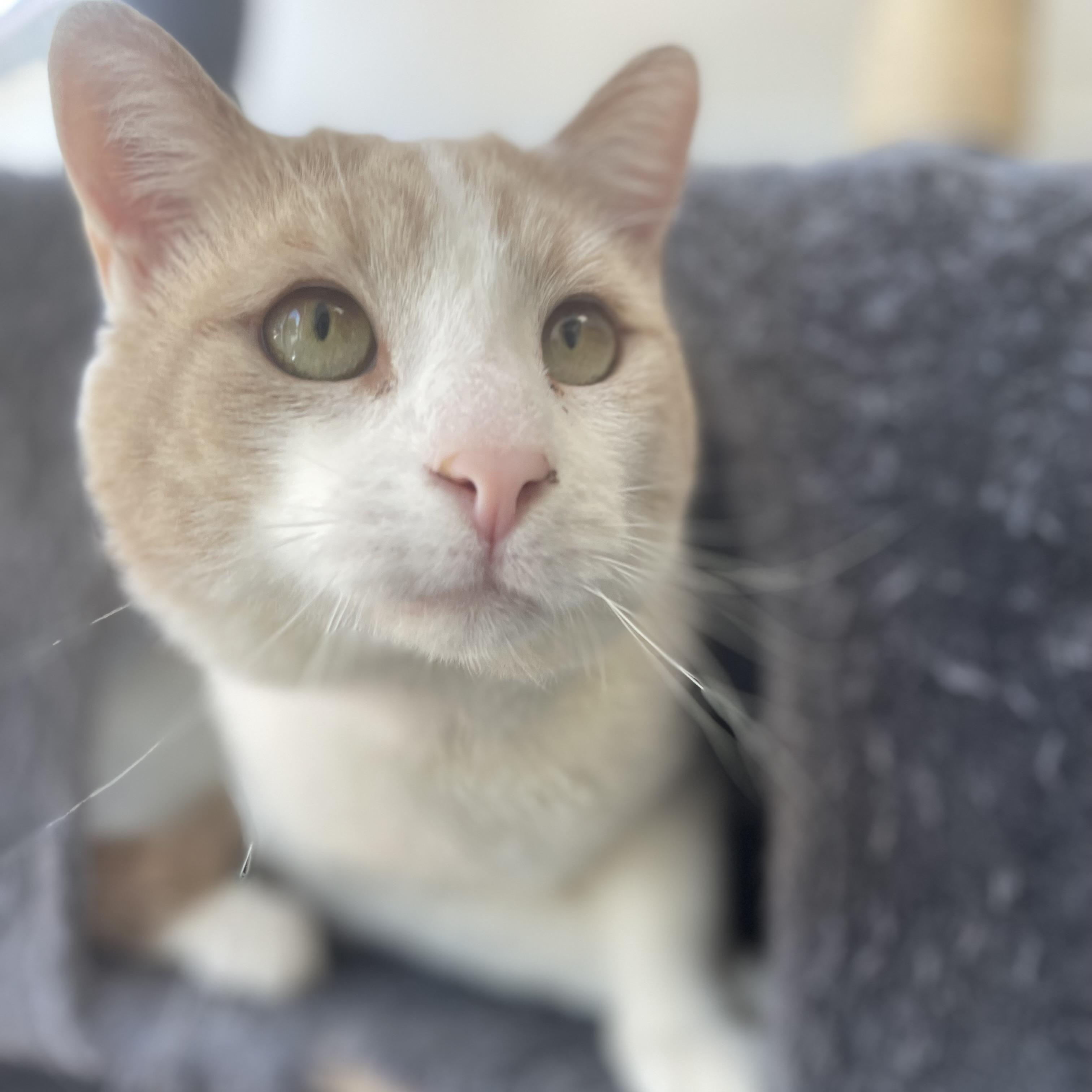 Chester, adopted, Adult Male Domestic Short Hair.