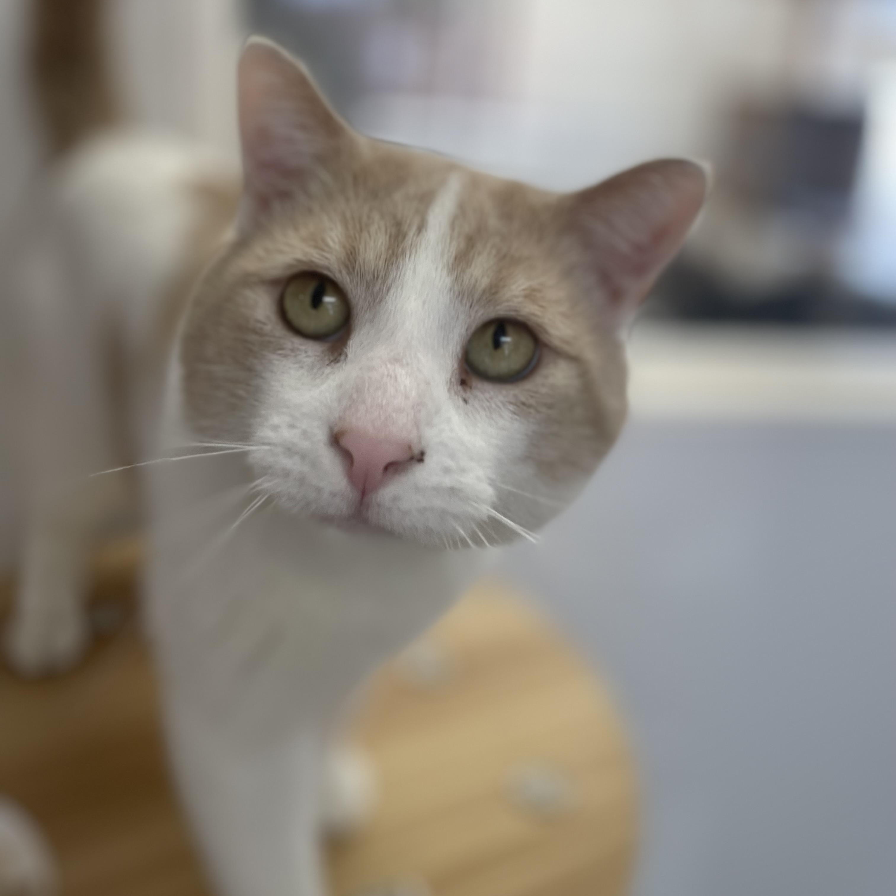 Enlarge Chester, an adopted Domestic Short Hair in Colonia, NJ image 5/6
