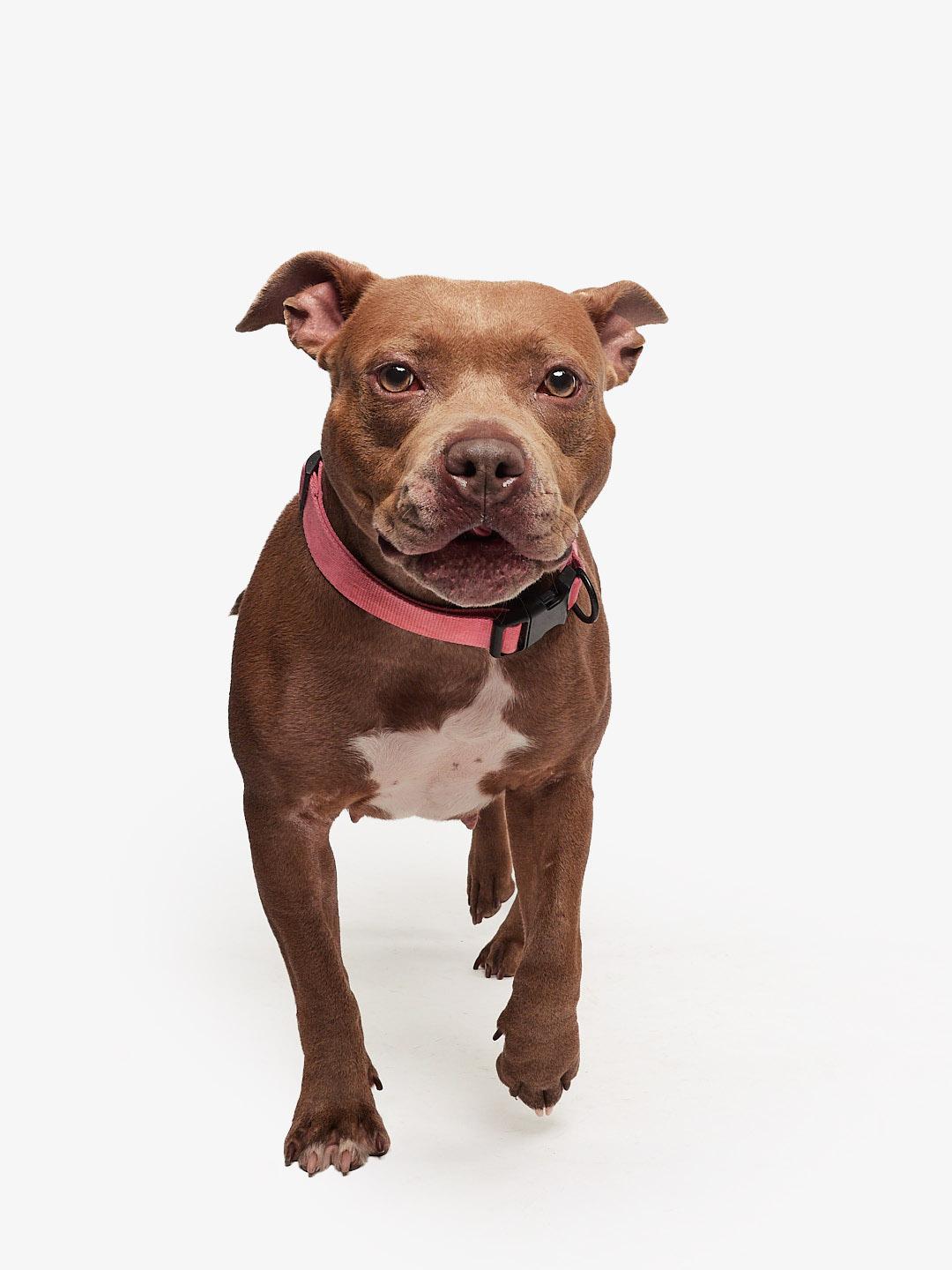 Nova, adoptable, Adult Female Pit Bull Terrier.