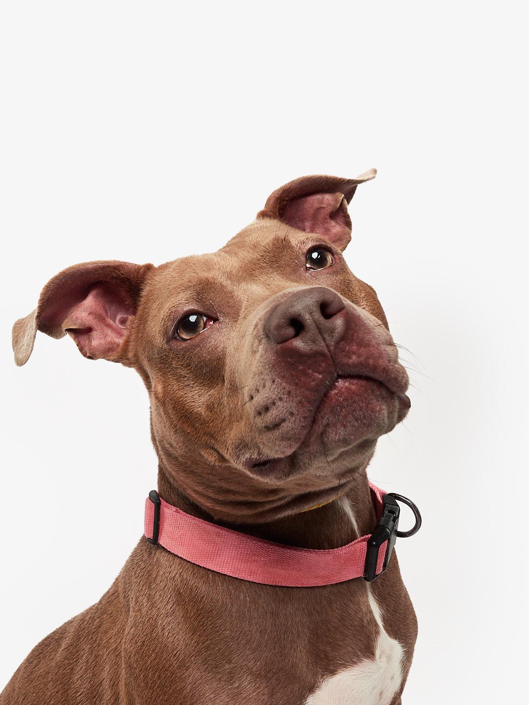 Enlarge Nova, an adoptable Pit Bull Terrier in Teterboro, NJ image 2/4