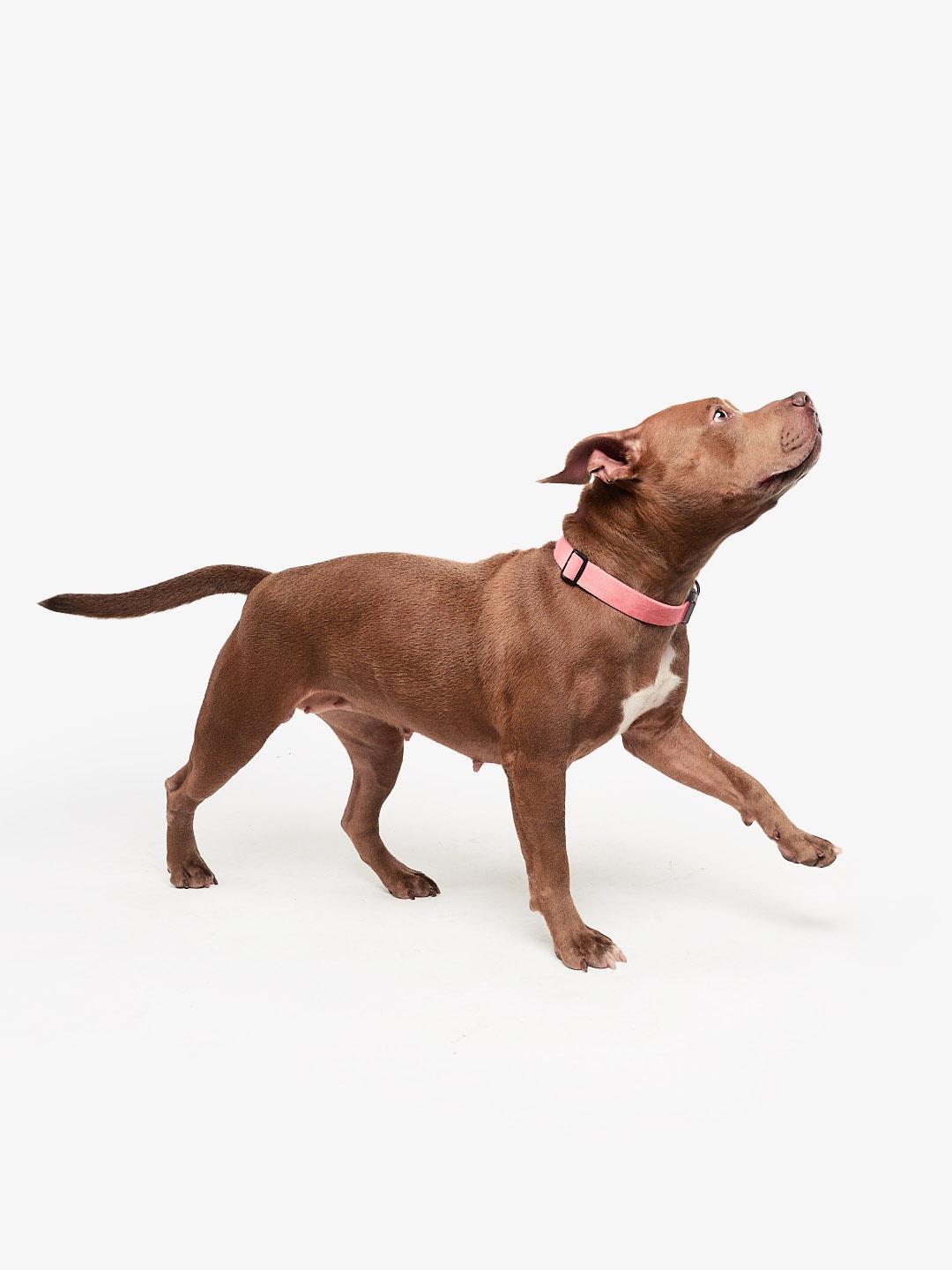 Enlarge Nova, an adoptable Pit Bull Terrier in Teterboro, NJ image 4/4