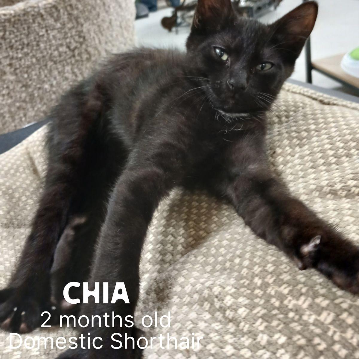 Cat for adoption Chia, a Domestic Short Hair in Fort Pierce, FL
