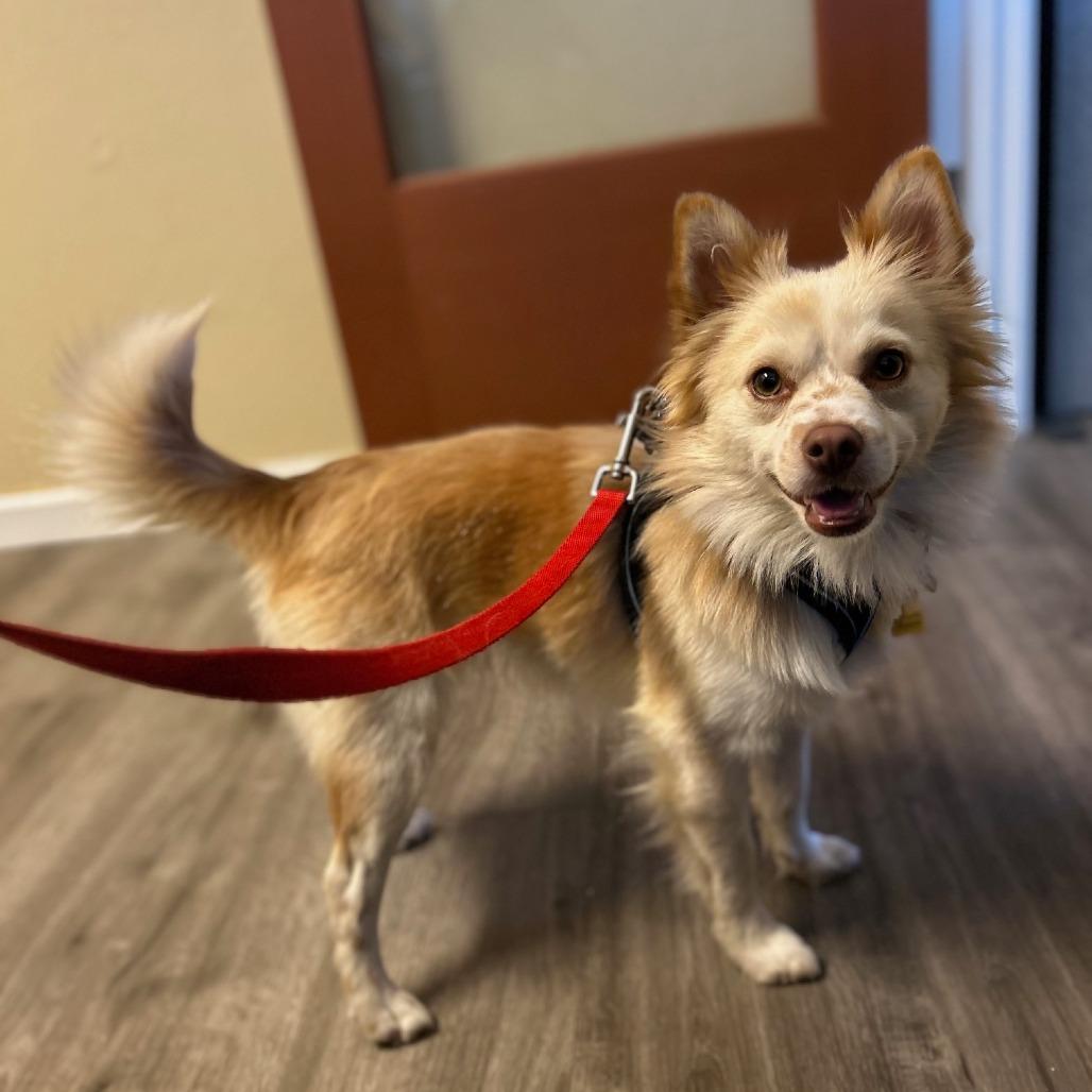 Jackson Browne, Adoptable, Adult Male Mixed Breed.