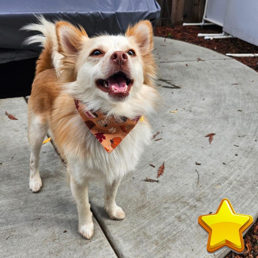 Enlarge Jackson Browne, a Adoptable Mixed Breed in Sonoma, CA image 1/6