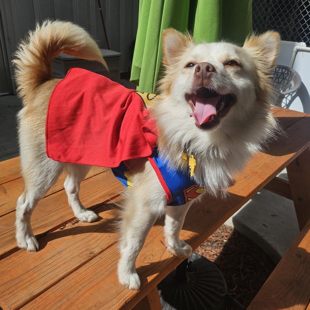 Jackson Browne, a Adoptable Mixed Breed in Sonoma, CA image 2/6