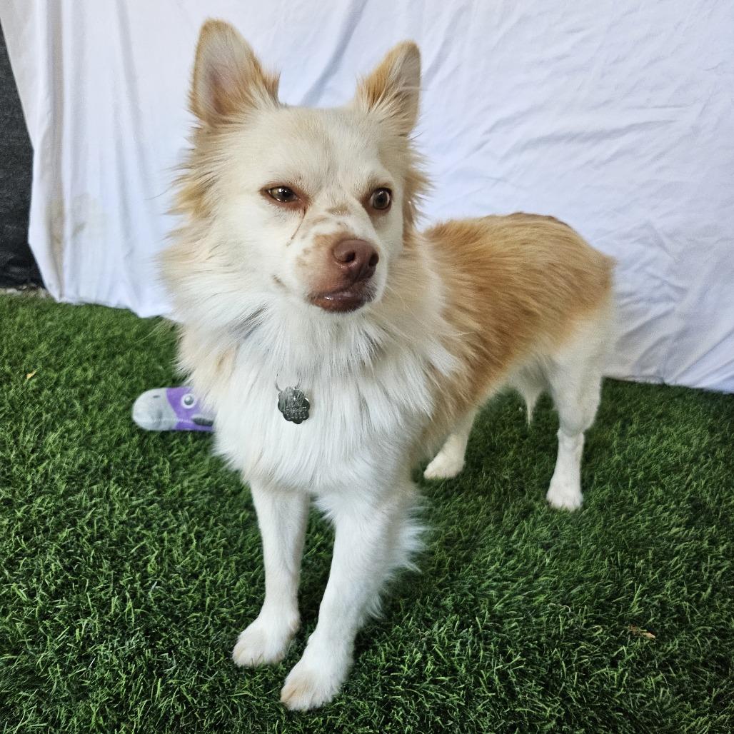 Jackson Browne, Adoptable, Adult Male Mixed Breed.