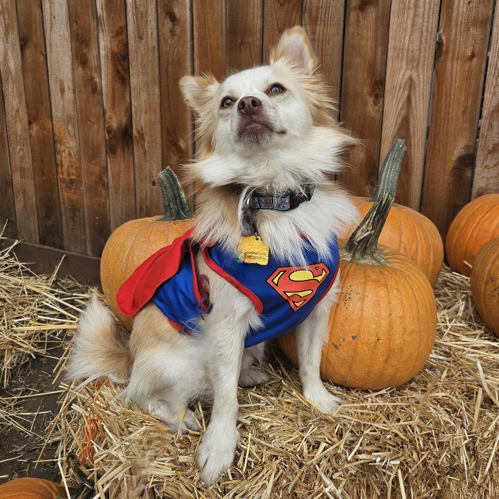 Enlarge Jackson Browne, a Adoptable Mixed Breed in Sonoma, CA image 3/6