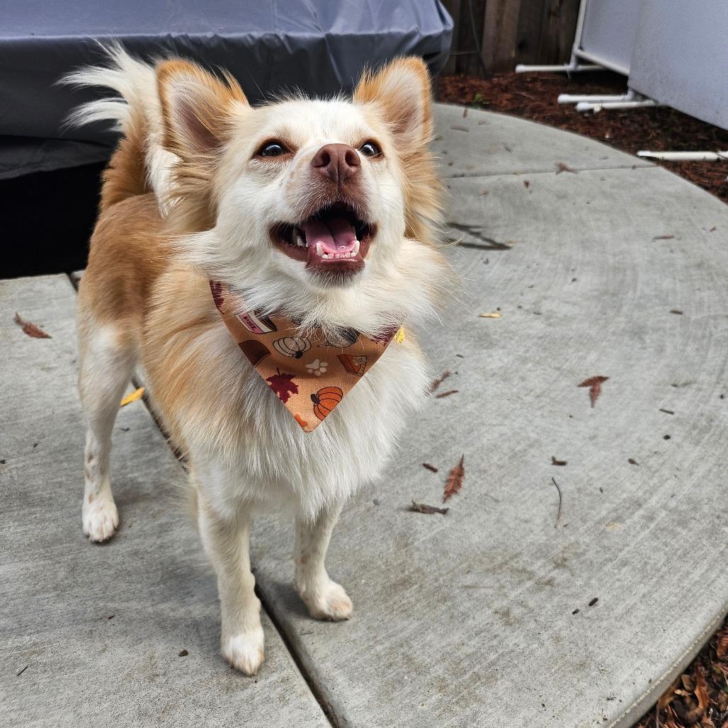 Jackson Browne, a Adoptable Mixed Breed in Sonoma, CA image 5/6