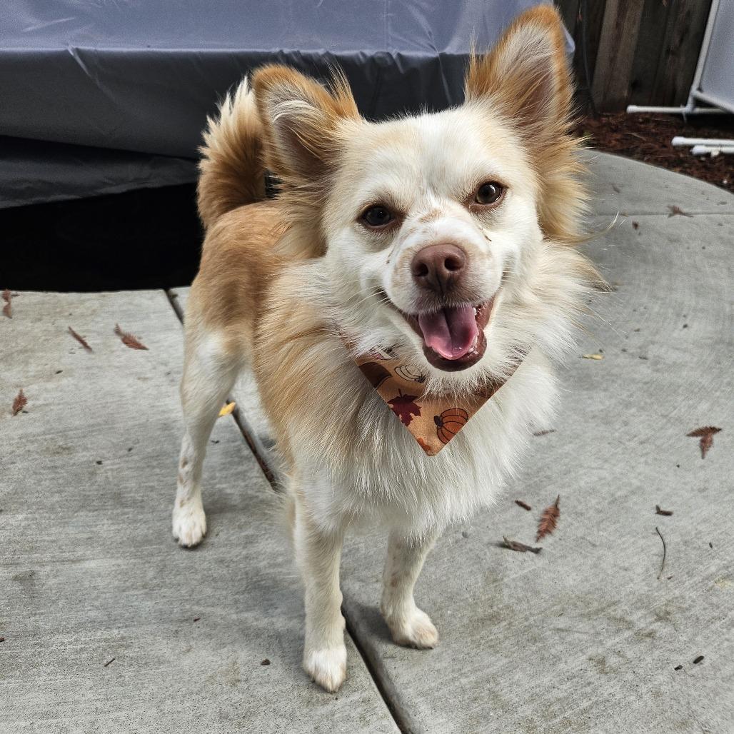 Jackson Browne, a Adoptable Mixed Breed in Sonoma, CA image 6/6